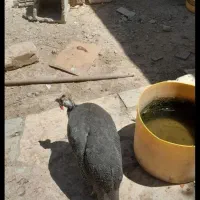 دو عدد مرغ شاخدار ماده