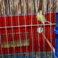 قناری نر  جوان