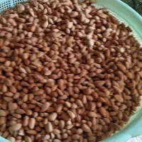 بادام کوهی درشت