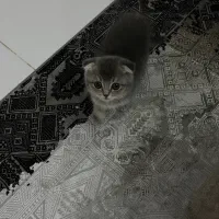 گربه اسکاتیش فولد سیلور بلو