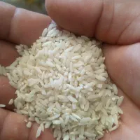 برنج چمپا درجه ۱
