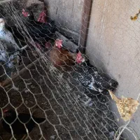خروس ومرغ