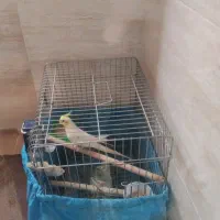عروس هلندی