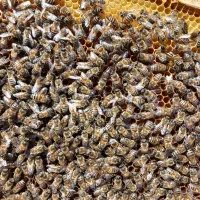 فروش‌ا‌‌زنبور عسل|حیوانات مزرعه|عجب شیر, |دیوار