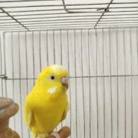 مرغ عشق ماده بالغ فقط190