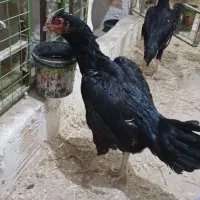 مرغ جفت خار مشکی دونگ بالا