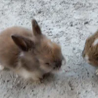 خرگوش در محمودآباد|موش و خرگوش|محمودآباد, |دیوار