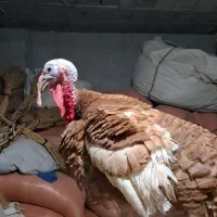 بوقلمون|پرنده|اصفهان, دستگرده|دیوار