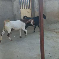 فروش کهره،بز،بره|حیوانات مزرعه|شیراز, میانرود|دیوار