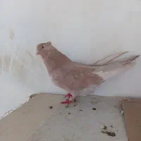 کبوتر نوک ریز زرد شکلاتی سرور|پرنده|اصفهان, بهارانچی|دیوار