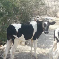 گوساله رگایی