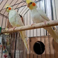 جفت عروس پاریس