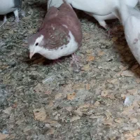 ماده خوشرنگ