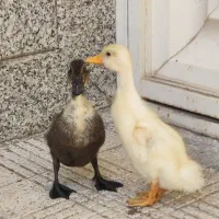 دو عدد اردک ۳ ماهه