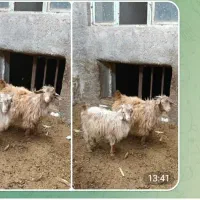 بز نر ماده