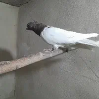 کفتر یا کبوتر