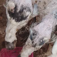 جفت جوجه بت