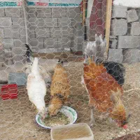 یک عدد خروس