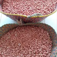 بادام زمینی ممتاز آستان اشرفیه/ درجه یک