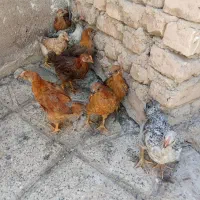 جوجه 15روزه و دو ماهه