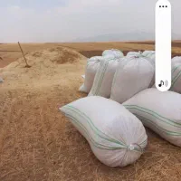 چغندر ۵۰۰ کیلو|خوردنی و آشامیدنی|زاغه, |دیوار