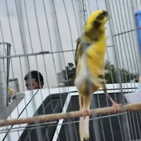 قناری نر ابلغ