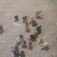 جوجه گردن لخت