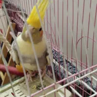 عروس هلندی نر