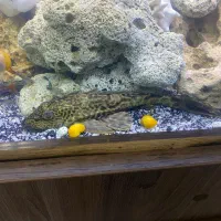 لجنخوار حلزون کت پوره ای