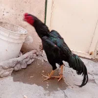 لاری اوشامو