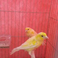 دو  عدد قناری