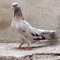کبوتر کله زرد و سرور|پرنده|تهران, صفا|دیوار