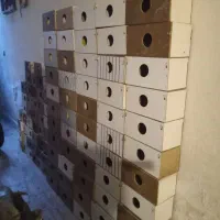 لانه عروس هلندی