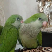 طوطی راحب
