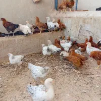 جوجه محلی