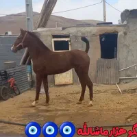 کره مادیون کره عقیق جعفری نازنین حاجی