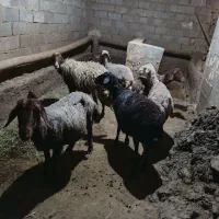 میش