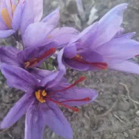 زعفران تازه چین امروز
