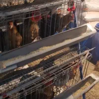 قفس مرغ|لوازم جانبی حیوانات|رشت, لاکان|دیوار