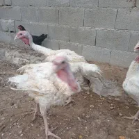 بوقلمون