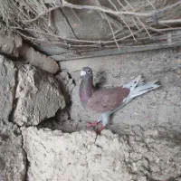 کبوتر بور