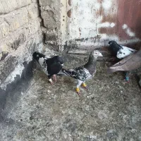 جفتی رنگی و جفت هفت رنگ خطی