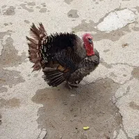 هشترخان نر و ماده