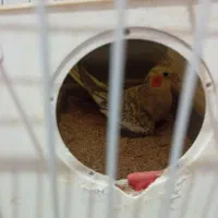 دوعدعروس هلندی نروماده آماده تخم گذاری