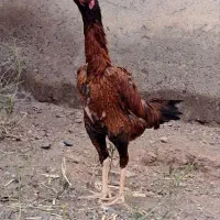 دو عدد مرغ لاری اوشامو|حیوانات مزرعه|قم, تولید دارو و یخچال|دیوار