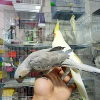 عروس هلندی قناری و..