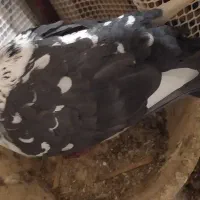 سرور|پرنده|یاسوج, |دیوار