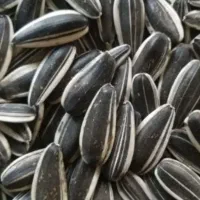 تخمه آفتابگردان کانادایی عمده