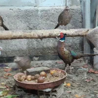 تخم نطفه دار مرغ گلین و مرغ آمریکایی وپاکستانی