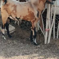 نری